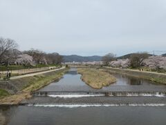 鴨川の両側の桜も見事に満開でした。