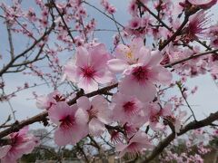 おなかがいっぱいになった後は、近くの植物園へ。
桜の花に似たこの花は、アーモンドの花だそうです。