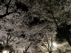 平野神社へ行きました。