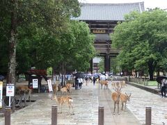 東大寺の南大門が見えてきました。
南大門デカイ！そして鹿がたくさんいる、どうしよう・・・。

と思っていたら鹿さんたちは特にわたくしに興味はないようでした。
ほっとしました（笑）