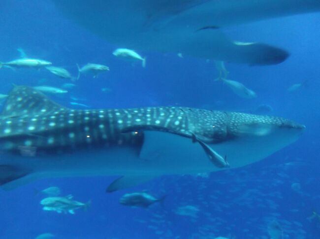 優雅に泳いでいます。