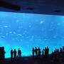 沖縄２－３：美ら水族館から今帰仁城