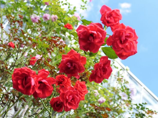 とちぎ花センター の秋バラ 22 開花が進んで 見頃でした 栃木県 栃木市 栃木 壬生 都賀 栃木県 の旅行記 ブログ By Minamicazeさん フォートラベル
