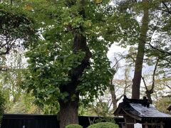 岩橋家住宅
天然記念物のカシワの木が見事です。