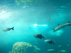 午前中は娘が大好きな新江ノ島水族館にやって来ました。
開館直後なら比較的空いているのでゆっくり見やすいです。
