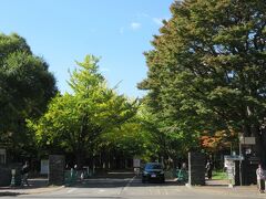 11：00～11：30　「北海道大学銀杏並木」です。
入口の辺りは黄葉には程遠い緑の並木道。