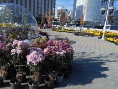 旭川駅で私たちが乗車した
特急オホーツク1号は北見までに変更となりました。
ここから網走迄は普通で行きます。
特急で網走迄行くはずだった乗車客は普通車に乗り換えます。
北見はカーリングで有名な街です。
駅前もきれいで菊の展覧会が行なわれていました。