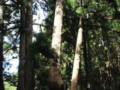 今度は島の中央部を走り、三大杉の二つ目「かぶら杉」。分岐した枝が”鏑矢”に似ているため名付けられたとか。