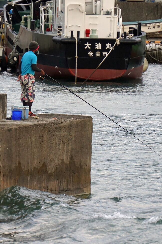 クラブツーリズムいも~れ奄美大島3日間(2)名瀬から南部のマングローブの森をカヌーで巡り、動植物について学ぶ。