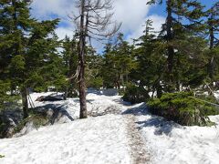 残雪のアオモリトドマツの森