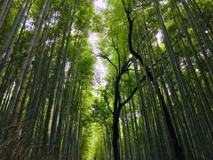 【 Bamboo Forest Path in the morning 】

竹林の小径(1)
(この写真は，前日の2022年10月27日11:21撮影)