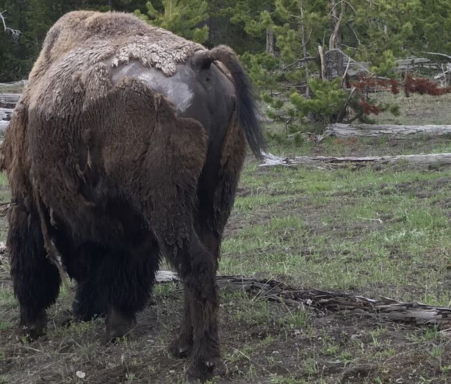 バイソン、グリズリー、ブラックベア、エルク等の野生動物
