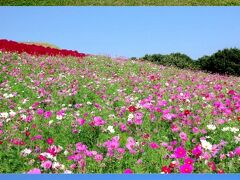 国営ひたち海浜公園