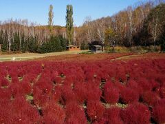 北海道最大級約20,000株のコキア。
ふわふわしたまん丸いコキアが赤く色づく様は絶景でした。