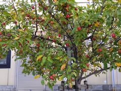 街路樹にはりんごの木。赤いりんごか実っていました。