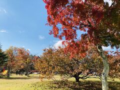 矢ヶ崎公園の紅葉です。
軽井沢はちょうどもみじの紅葉のピークです。