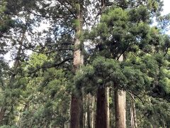 白島展望台から島の中央を横断する道路沿いにある御神木のかぶら杉。株がいくつもに分かれている立派な杉です。