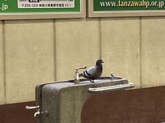 駅の水場ではハトに見送られて渋沢駅をあとに

よく歩いた本日のルートはこれにて終了