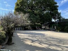 山王神社の大クス