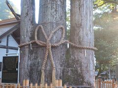 奥氷川神社の境内にある氷川の三本杉。