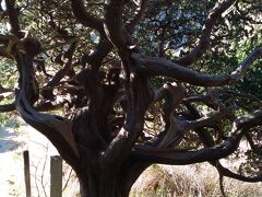 吉田海岸に着きました。
白鳥神社に大きなビャクシンの古木があります。