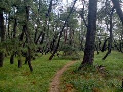 日本三大松原のひとつに数えられ、国の特別名勝に指定されている松原。
上から見ると虹の弧のように連なっていて、全長は約4.5キロもあり幅は500ｍ程、松の木の数は100万本もあってちょっと不思議な景色でした。
この松原は唐津藩初代藩主、寺沢志摩守広高が、防風・防潮林として植林したのが始まりなんだとか。