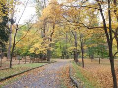 せっかくなので、お店から車で数分の所にある神楽岡公園に立ち寄りました。ニレやナラ、ヤマザクラ等の落葉樹が既に紅葉となり、葉もたくさん落ちていました。
