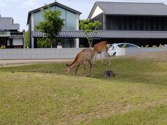 博物館のある公園では、やはり鹿がいます。