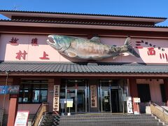 一夜明けて観光開始。　今日は移動距離が短いので、
寄り道スポットでやや時間調整しながらね。

先ずは三面川（みおもてがわ）河口の「イヨボヤ会館」で鮭のお勉強。
イヨボヤとは昔の言葉で、「魚の中の魚」の意味らしい。　

「鮭のまち村上」その歴史は古く、文献によれば、平安時代に
京の都の朝廷に鮭を租税として納められていたとされます。 
鮭が遡上する三面川には、世界初の人工増殖に成功した歴史が
あり、以来藩を上げて取り組んできたのだとか。