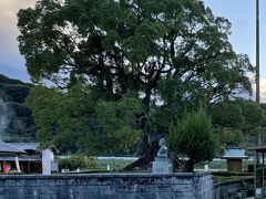 川古の大楠公園に車を停めて歩いて来た。

大楠公園　16：55（9.3km・49.1km・145.8km・32.8km/h）
　　　　　17：14