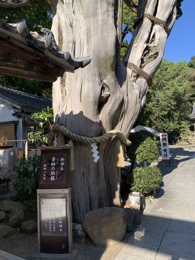 御神木。<br />階段を上って本殿にも詣でました。