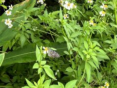 バスを降りて数分歩いて、玉取崎展望台へ移動。
蝶がいました。