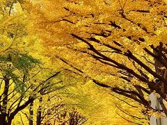 札幌の紅葉を見て歩きます。
まず、最初は、北大金葉祭です。