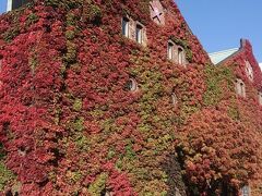 次に来たのが、札幌ファクトリーレンガ館でした。

赤煉瓦の建物と、ツタもみじの絡みが良い感じで、ちょうど見頃でさした。