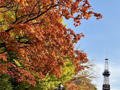 次にやって来たのは、大通公園です。

かえでや銀杏などの、公園内、派手な樹木は少ないですが、秋の景色を演出していました。

雪囲いなどの作業も始まったみたいです。寒くなって来ましたが、観光客の方々が、たくさん訪れていました。