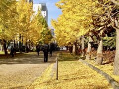 大通公園から歩いて10分くらい、次に、中島公園にやって来ました。

春の桜の時期、夏の青葉繁時期にもやって来ました。四季が変わるとやって来ます。

まずは、公園入り口の銀杏並木です。