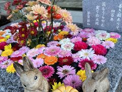 やっぱり可愛いわ～♪

１０月は　“月うさぎ”　をモチーフにしているようで、花手水にもウサギさんとカボチャはハロウイン？

願っていた、ウサギさんが飾られた花手水が見られて嬉しいです(o^^o)