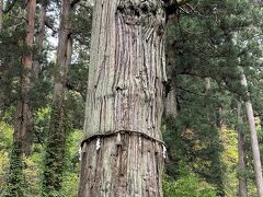 須賀の滝から少し歩くと写真の爺杉がある。樹高４８．３ｍ、樹齢１０００年以上の羽黒山最大の老木。以前は婆杉もあり共に山の名物だったが、１９０２（明治３５）年の台風で倒壊し、現在は爺杉だけが残された。１９５１（昭和２６）年に国指定天然記念物になった。