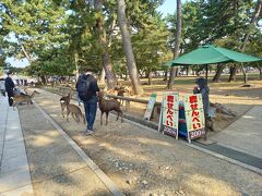 至る所に鹿がおり、鹿の餌鹿せんべいを売るスタンドもぽつぽつとあります。　