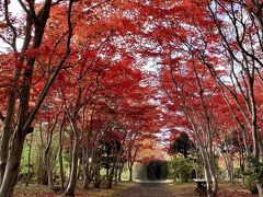 一緒に同行した、地元民のナビで、初めての、平岡樹芸センターの紅葉のトンネル。紅葉が真っ赤に染まり、まさに見頃で、本当に見事でした。