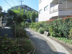 堀切あじさい通り。
堀切菖蒲園駅から450mほど、菖蒲園に向かう道筋に造られた幅3mほどの、歩行者専用の小径です。かつて流れていた用水路を埋め立てて造られたため、曲がりくねっています。道の両側にはアジサイや背の低い草木が植えられていて、普通の道路と異なりそれなりに趣があります。静かな小道で、駅に向かう人たちが多く利用していました。紫陽花という名称が付いていますが、色々な草花が植えられていました。