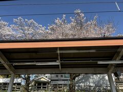 飛鳥駅のあたりではもう桜が満開だ。