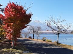 少し東側に移動し、山中湖交流プラザ「きらら」あたりからの紅葉。

角度的には、山中湖越しに富士山を見るアングルになります。