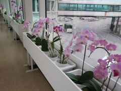 那覇空港に到着しましたが、通路には沖縄らしい蘭の花が出迎えてくれます
