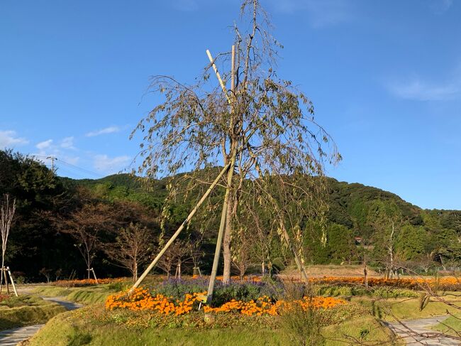 いろいろな花が咲いていました。