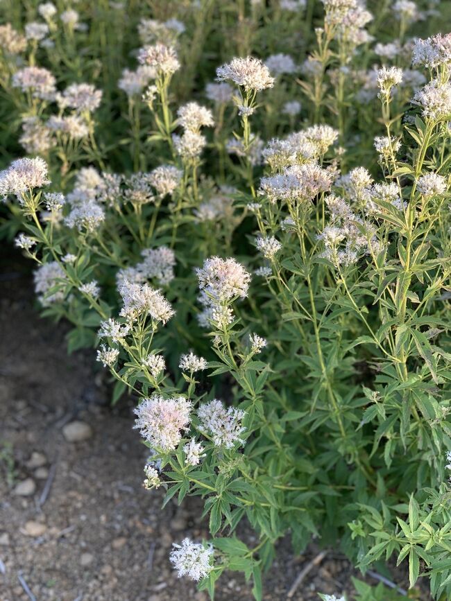 ちょうどこの時期「旅する蝶」として有名なアサギマダラという蝶が飛来してくるそうです。<br />夫は見つけたそうですが私は見つけられませんでした。<br />残念。