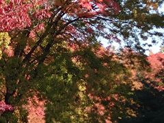 2日後（11月4日）
お友達が公園内が凄く色づいたとお写真を送ってくれました。
