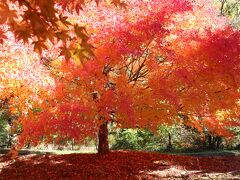 紅葉と光のコントラスト