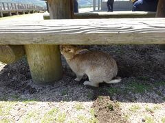 遊歩道の下にもうさぎがいました。

…と同時に、うさぎのエサが落ちているのも目立ちました。食べないところを見るとお腹いっぱいのようです。