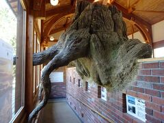 少し戻ってビジターセンターを見学。